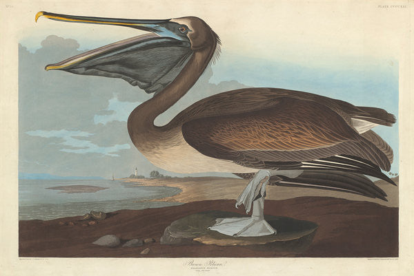 Detail of Brown Pelican by John James Audubon