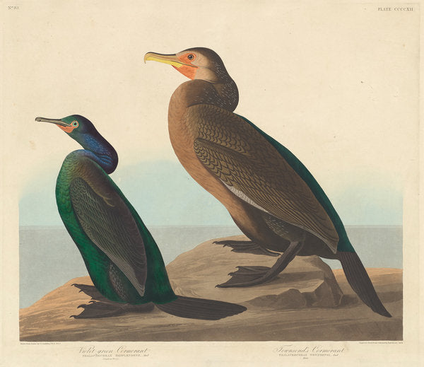 Detail of Violet-green Cormorant and Townsend's Cormorant, 1838 by John James Audubon