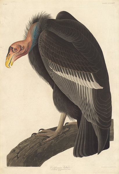 Detail of Californian Vulture, 1838 by John James Audubon