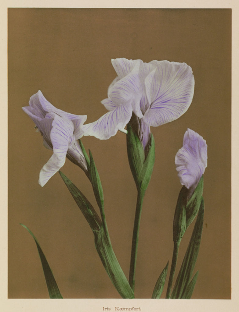 Detail of Iris Kaempfer, 1896 by Kazumasa Ogawa