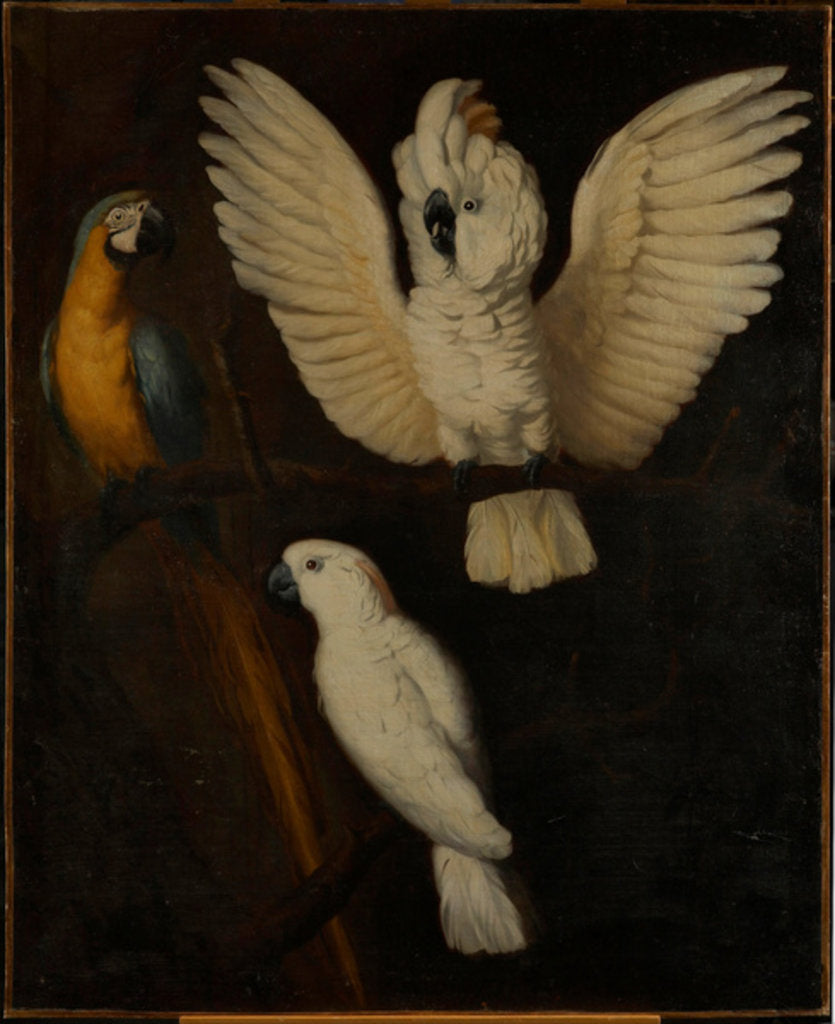Detail of Parrots, c.1670 by Dutch School