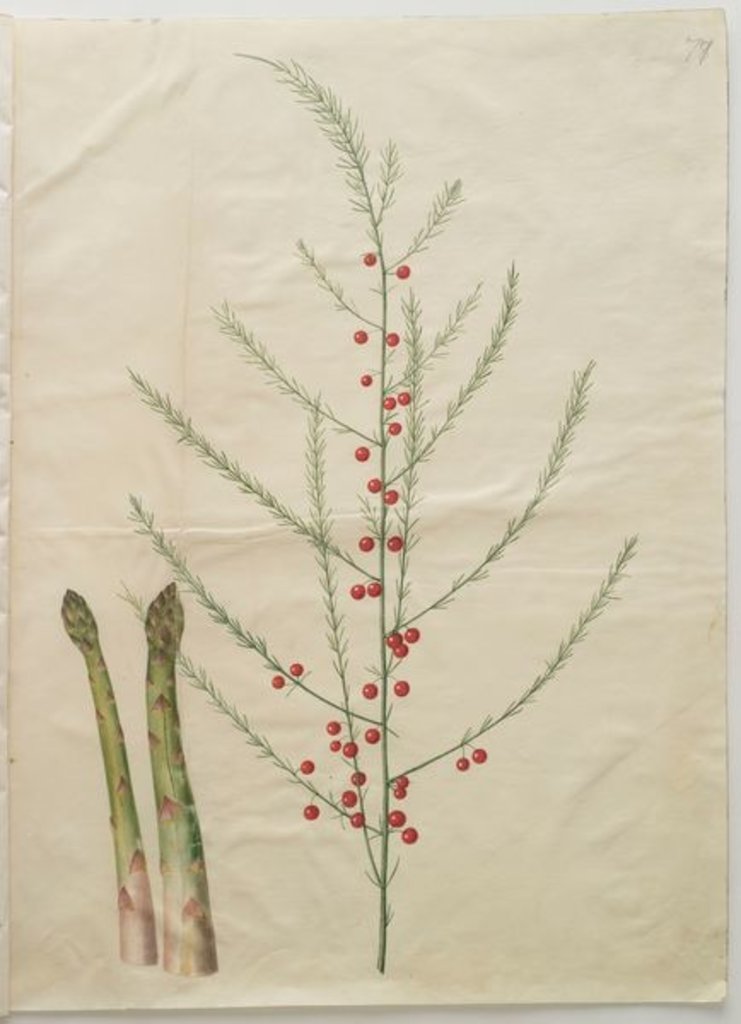 Detail of Asparagus officinalis from the album Gottorfer Codex, c.1650 by Hans Simon Holtzbecher