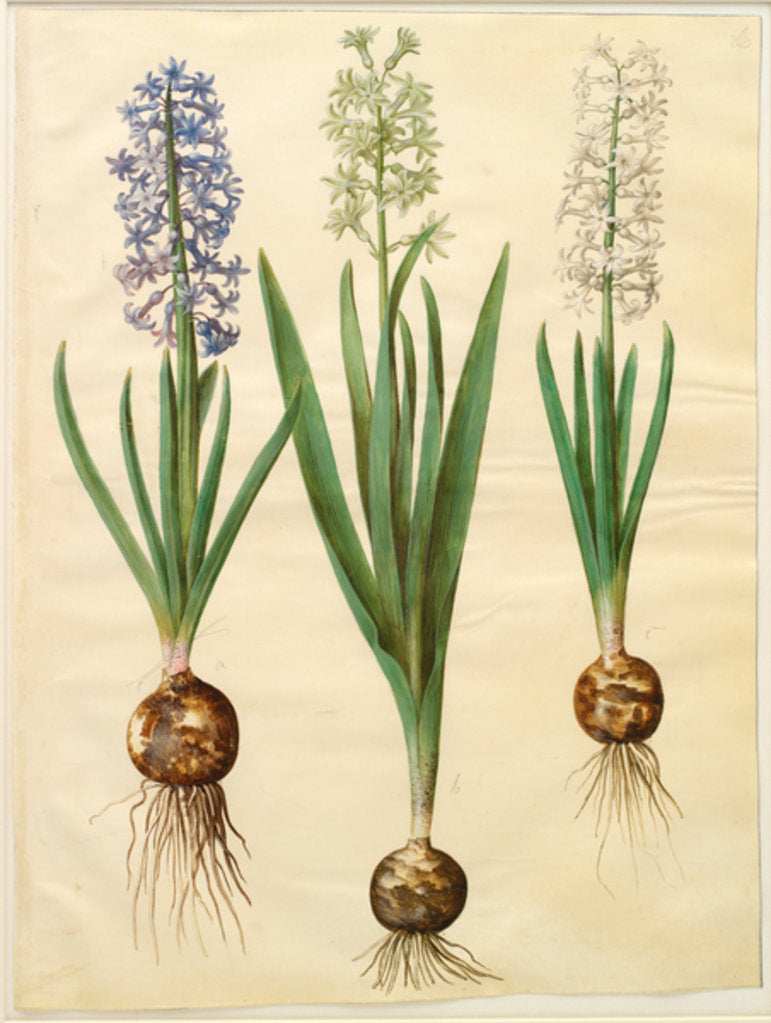 Detail of Hyacinthoides orientalis from the album Gottorfer Codex, c.1650 by Hans Simon Holtzbecher