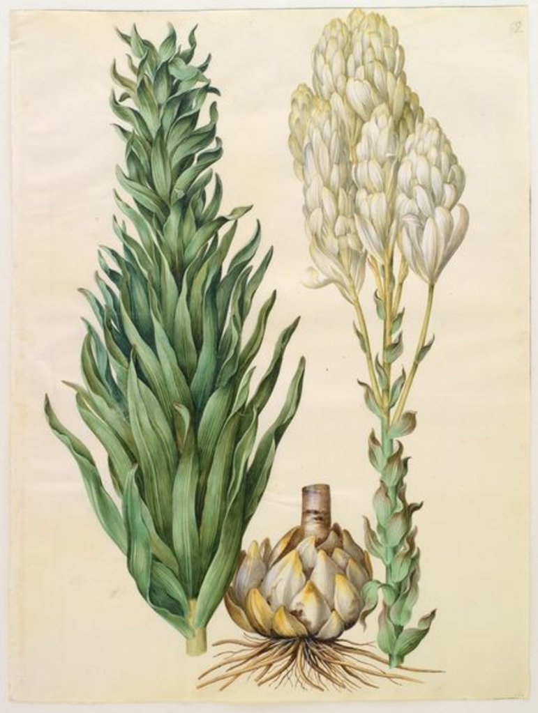 Detail of Lilium candidum monstrosum from the album Gottorfer Codex, c.1650 by Hans Simon Holtzbecher