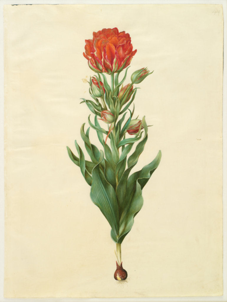Tulipa gesneriana by Hans Simon Holtzbecher