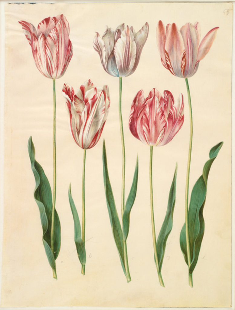 Detail of Tulipa gesneriana from the album Gottorfer Codex, c.1650 by Hans Simon Holtzbecher
