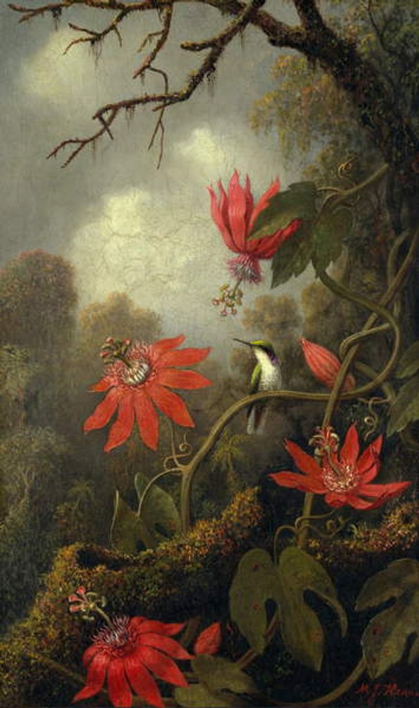 Detail of Hummingbird and Passionflowers, c.1875–85 by Martin Johnson Heade
