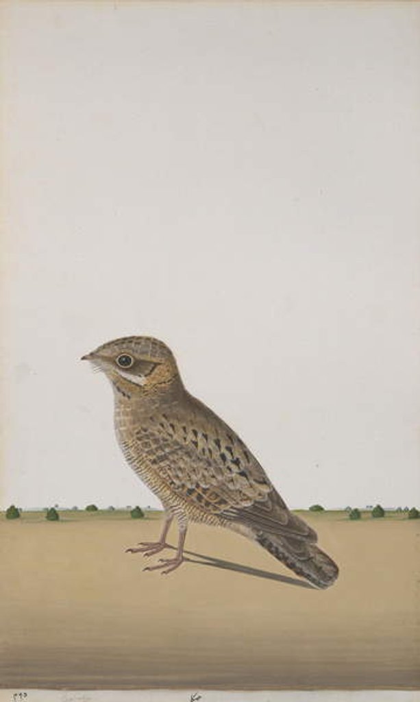 Detail of A Common Indian Nightjar, c.1780 by Indian School
