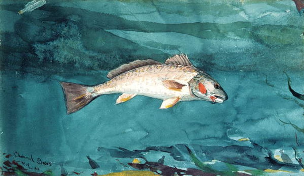 Detail of Channel Bass, 1904 by Winslow Homer