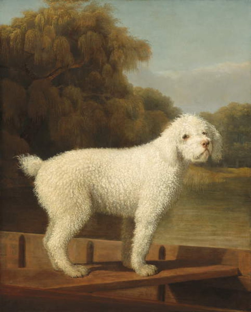 Detail of White Poodle in a Punt, c.1780 by George Stubbs
