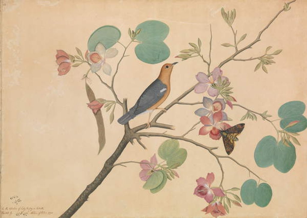 Detail of An Orange-Headed Ground Thrush and a Death's-Head Moth on a Purple Ebony Orchid Branch, 1778 by Shaikh Zain ud-Din