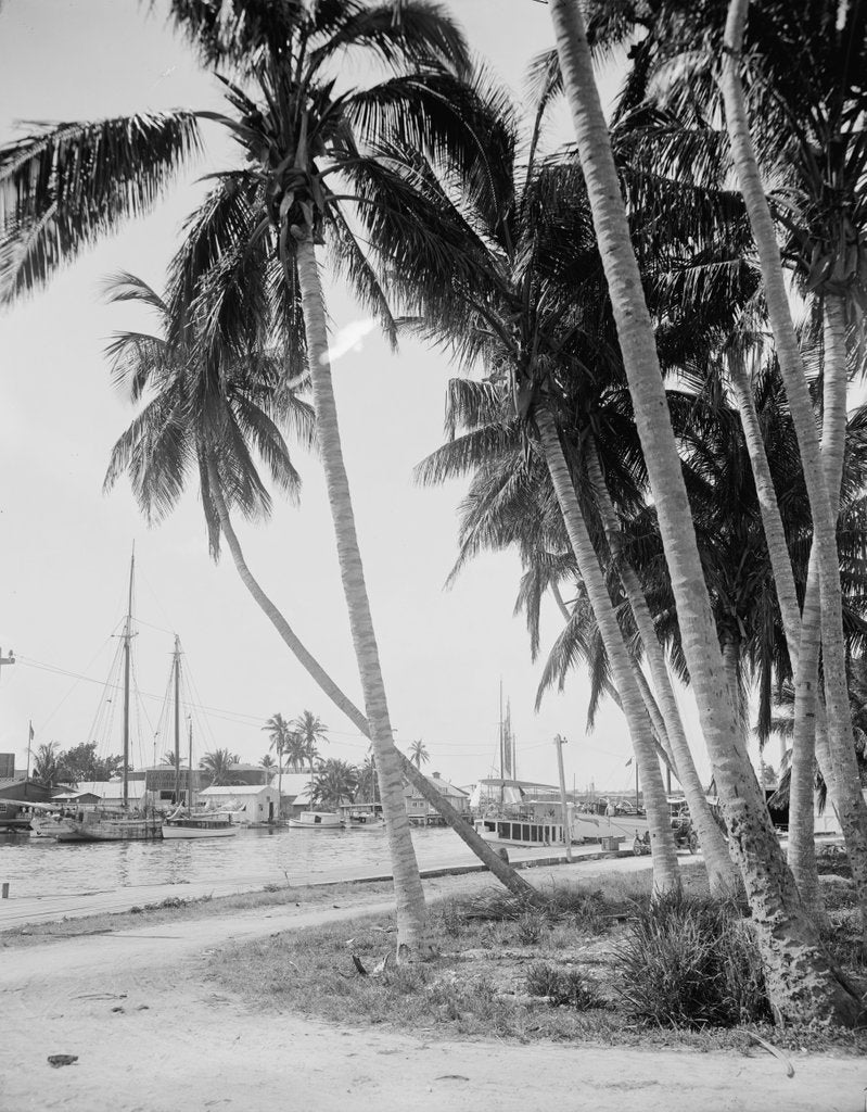 Detail of Coconut trees along the docks, Miami, Florida, c.1900-15 by Detroit Publishing Co.