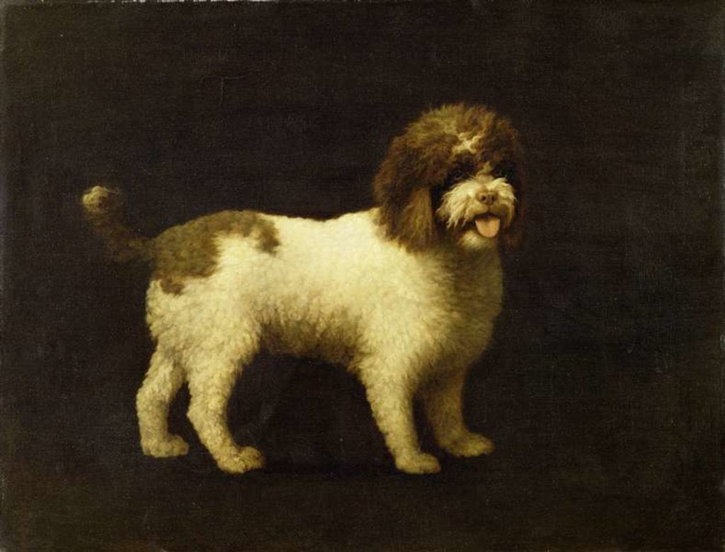 Detail of A Water Spaniel, 1769 by George Stubbs