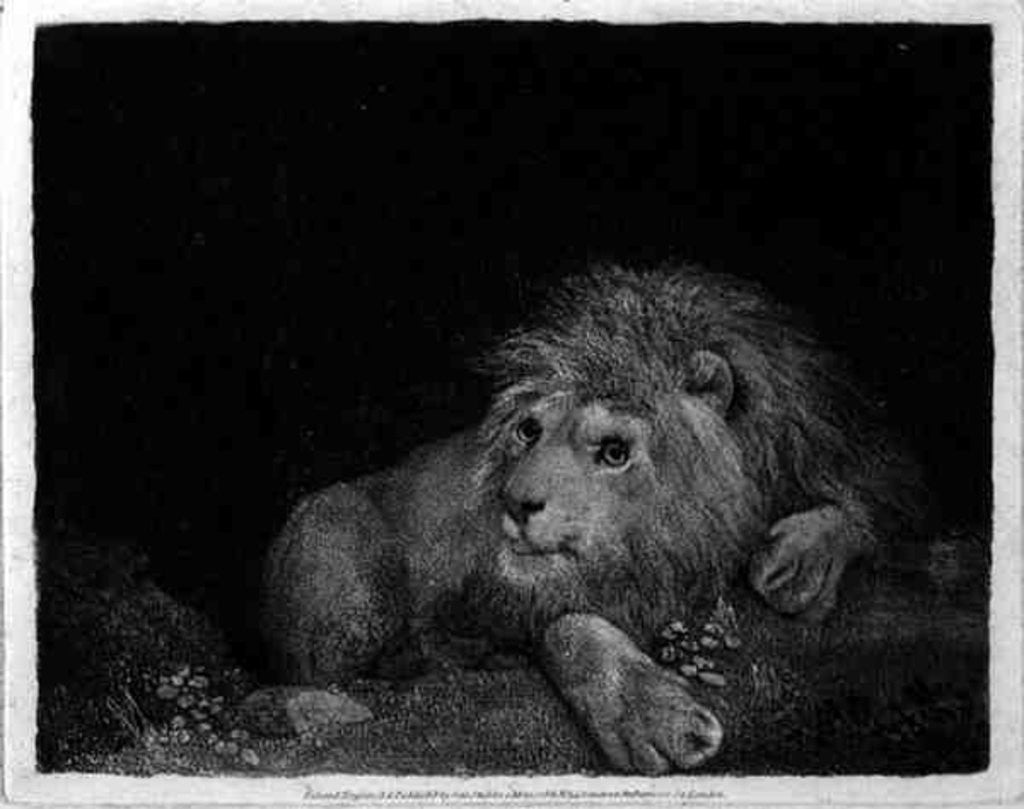 Detail of A Lion (A Recumbent Lion) by George Stubbs