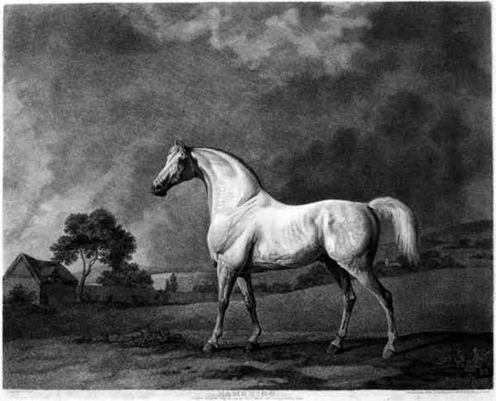 Detail of Mambrino by George Stubbs