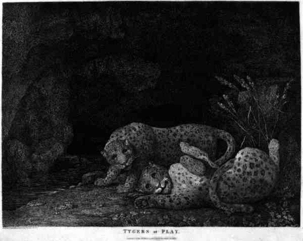 Detail of Tygers at Play, engraved by the artist by George Stubbs