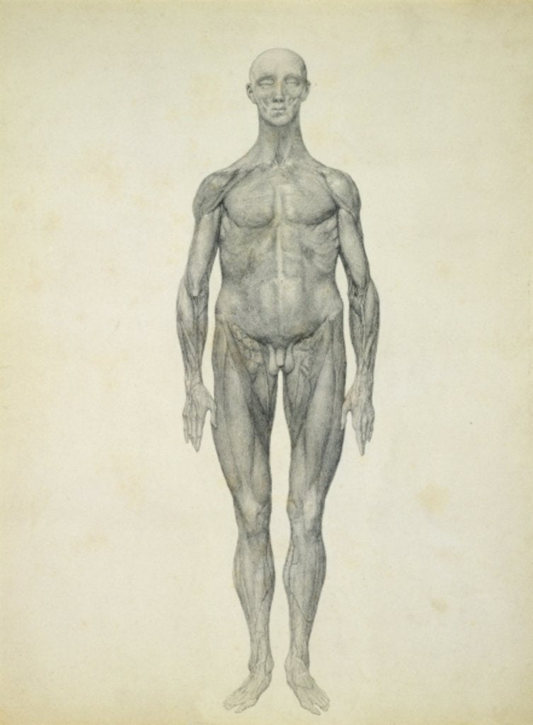 Detail of The Human Figure, anterior view by George Stubbs