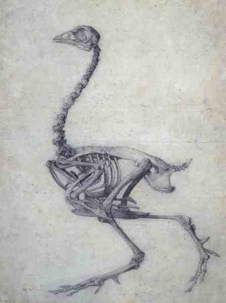 Detail of The Skeleton of a Fowl by George Stubbs