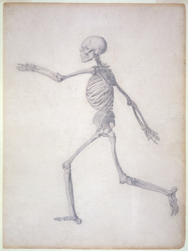 Detail of The Human Skeleton, lateral view by George Stubbs