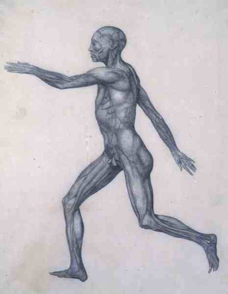 Detail of The Human Figure, lateral view by George Stubbs
