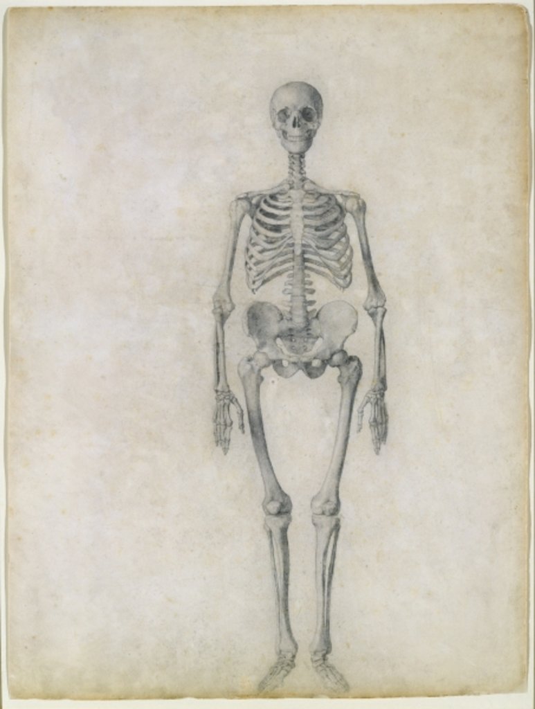 Detail of The Human Skeleton, anterior view by George Stubbs