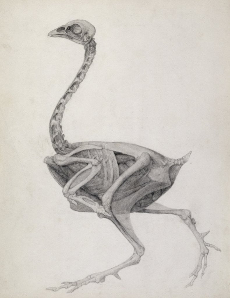 Detail of Fowl: Lateral View, Deeply Disecting by George Stubbs