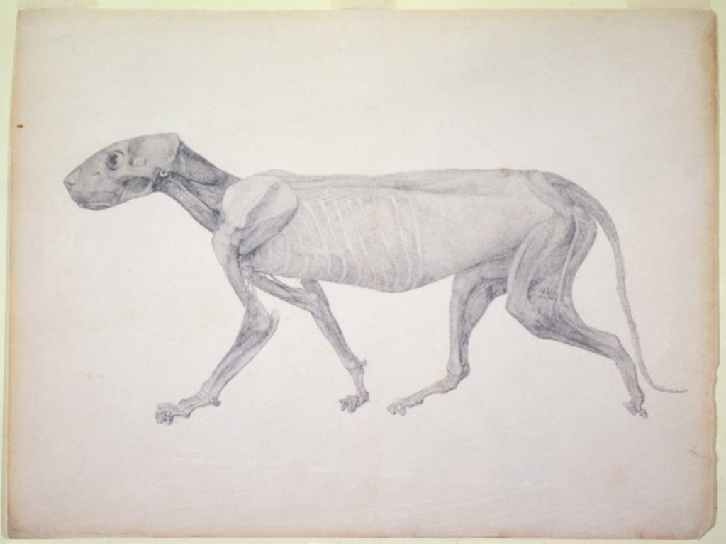Detail of Tiger: Lateral View, Partially Dissected by George Stubbs