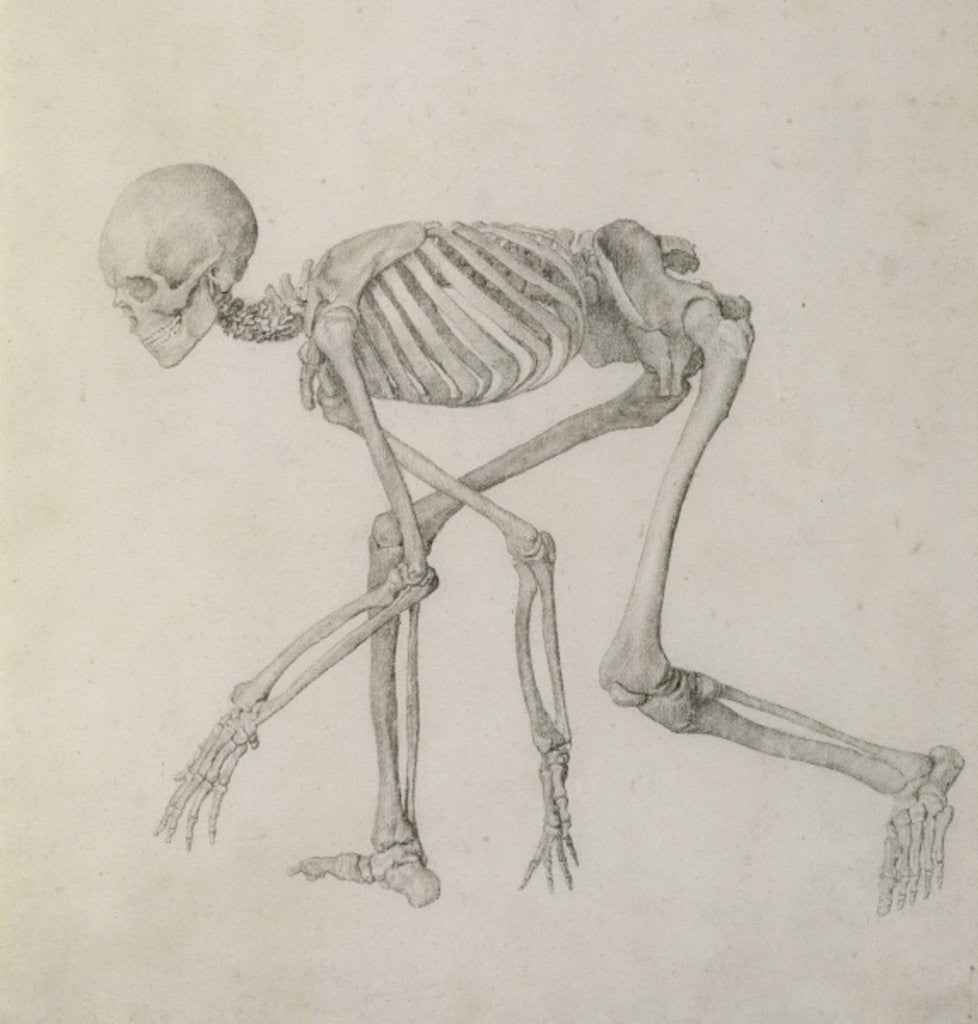Detail of Human Skeleton: Lateral view in Crouching Posture by George Stubbs