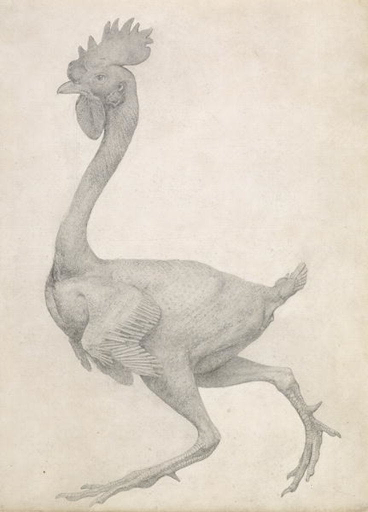 Detail of Fowl: Lateral view with Most Feathers Removed by George Stubbs