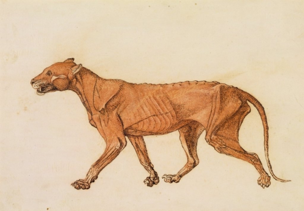 Detail of Tiger, Lateral View, Skin Removed by George Stubbs