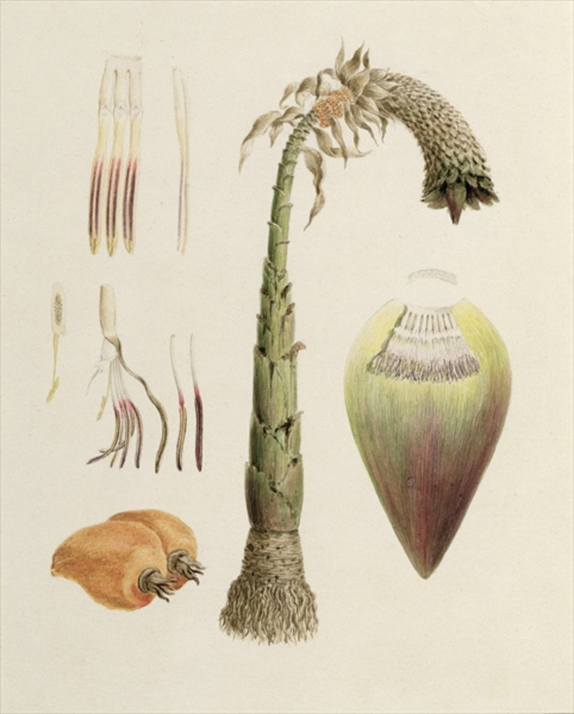 Detail of Ensete No. 10, formerly attributed to James Bruce by Luigi Balugani