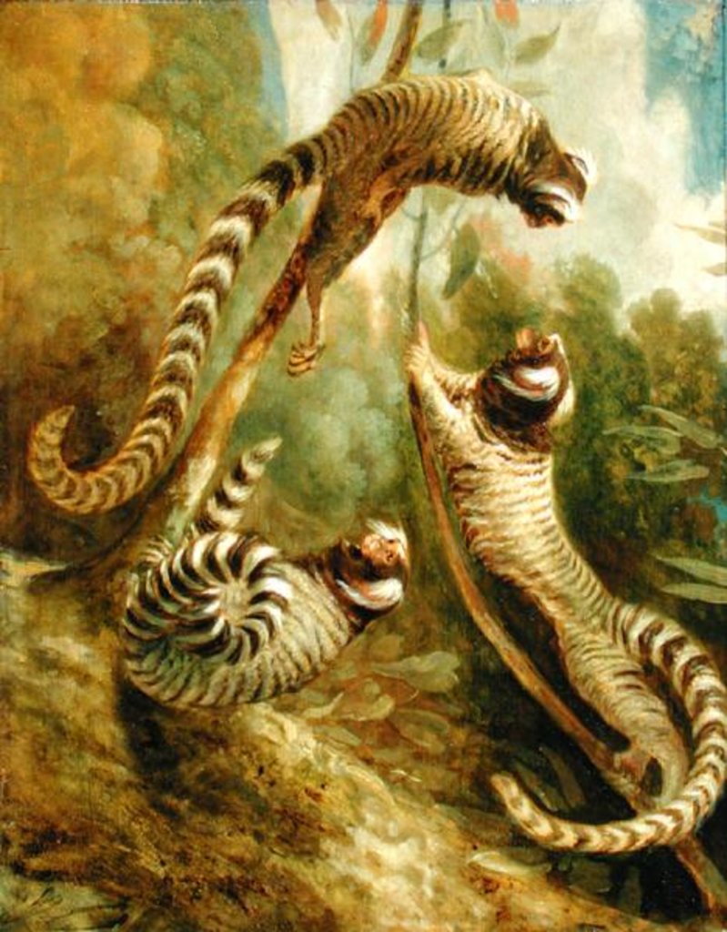Detail of A Marmoset in Three Attitudes by George Garrard