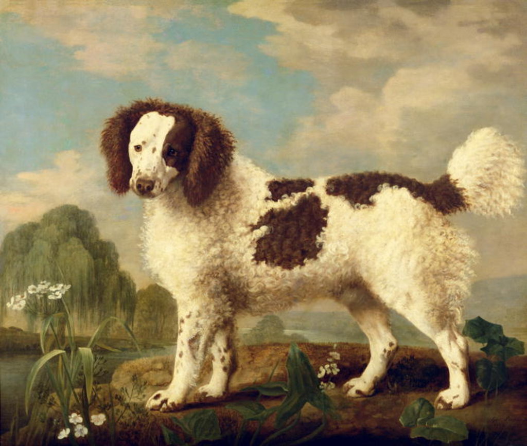 Detail of Brown and White Norfolk or Water Spaniel, 1778 by George Stubbs