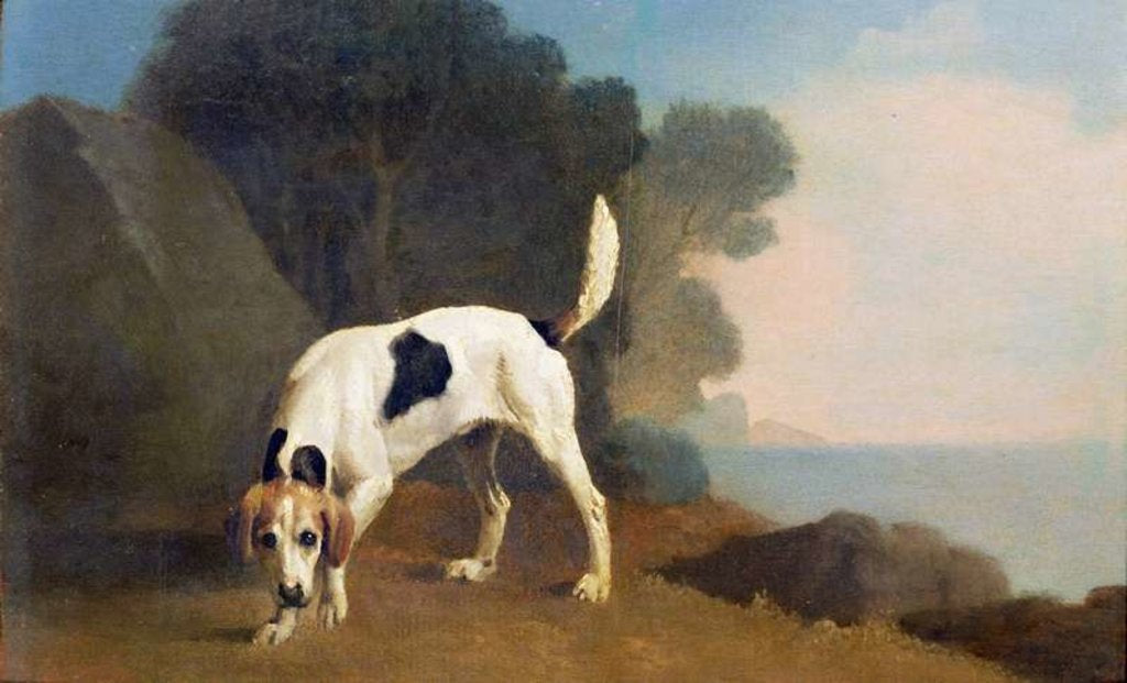 Detail of Foxhound on the Scent, c.1760 by George Stubbs