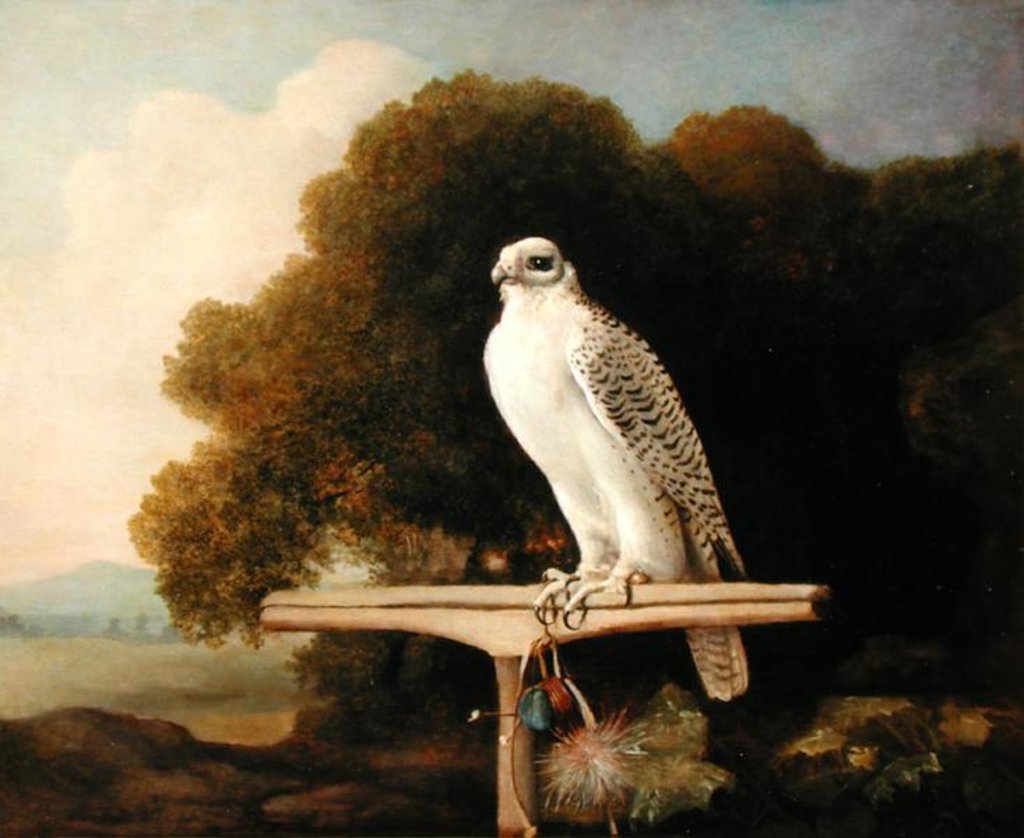 Detail of Greenland Falcon, 1780 by George Stubbs