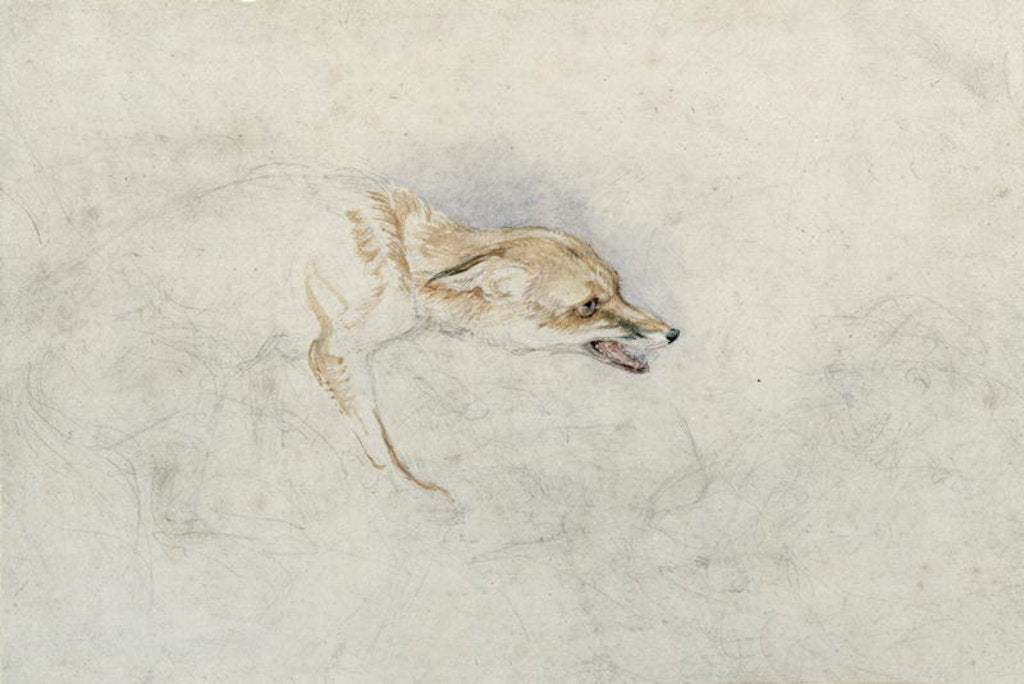 Detail of Study of a crouching Fox, facing right verso: faint sketch of fox's head and tail by John Frederick Lewis