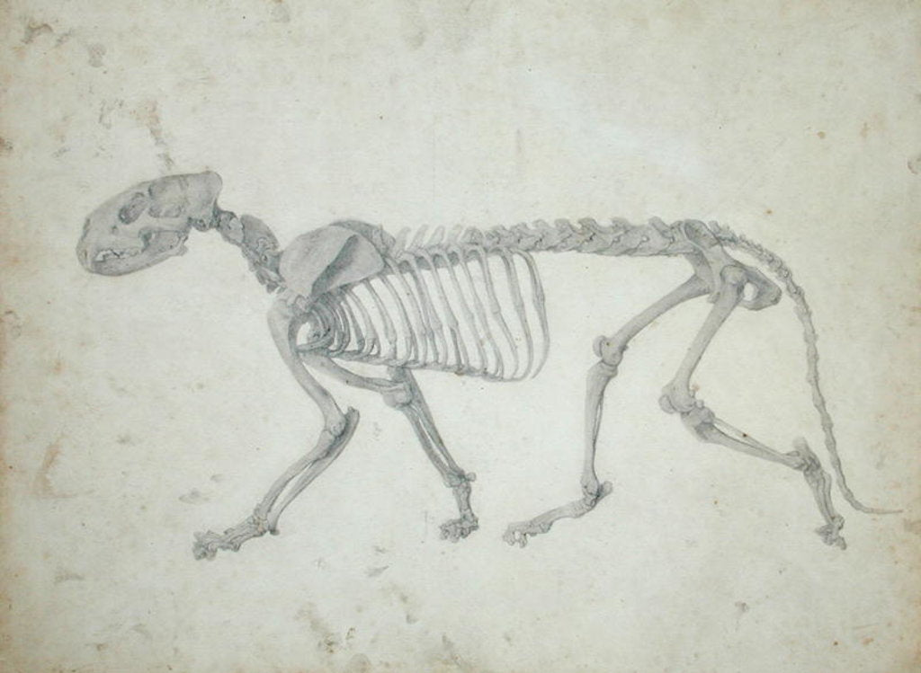 Detail of Lateral View of a Tiger Skeleton by George Stubbs
