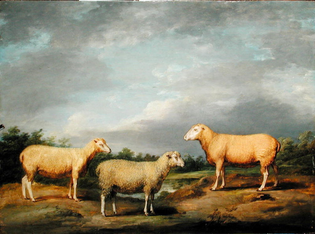 Detail of Ryelands Sheep, the King's Ram, the King's Ewe and Lord Somerville's Wether, c.1801-07 by James Ward