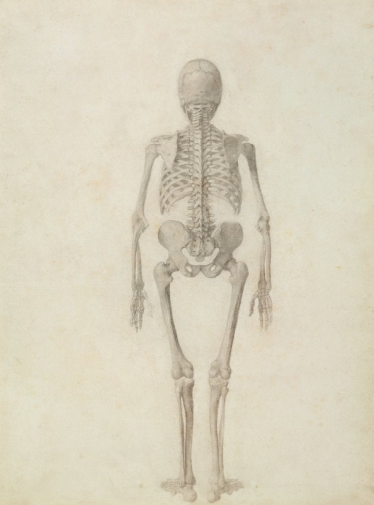 Detail of A Comparative Anatomical Exposition of the Structure of the Human Body with that of a Tiger and a Common Fowl: Human Skeleton, Posterior View, 1795-1806 by George Stubbs