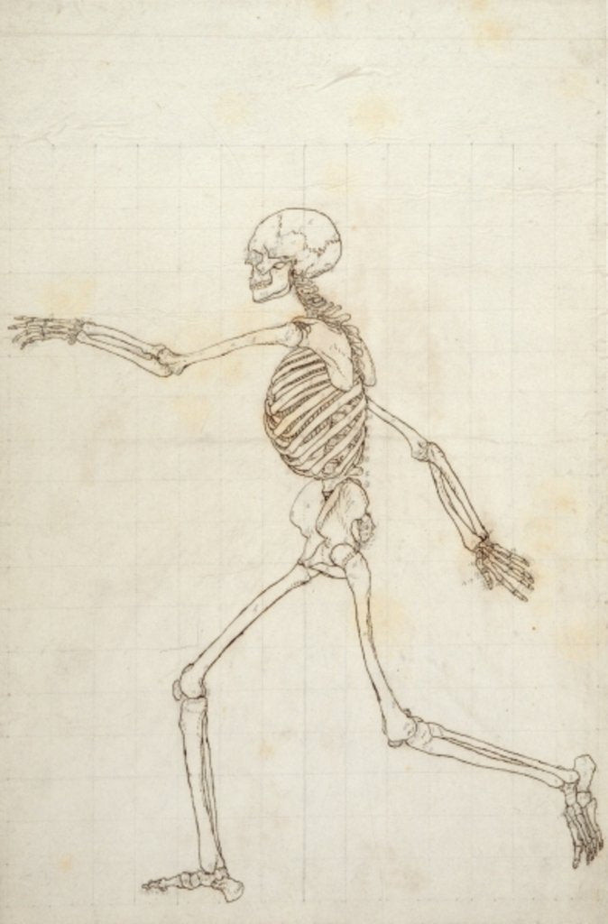 Detail of Study of the Human Figure, Lateral View by George Stubbs