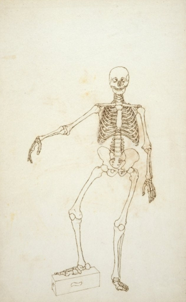 Detail of Study of the Human Figure, Anterior View by George Stubbs