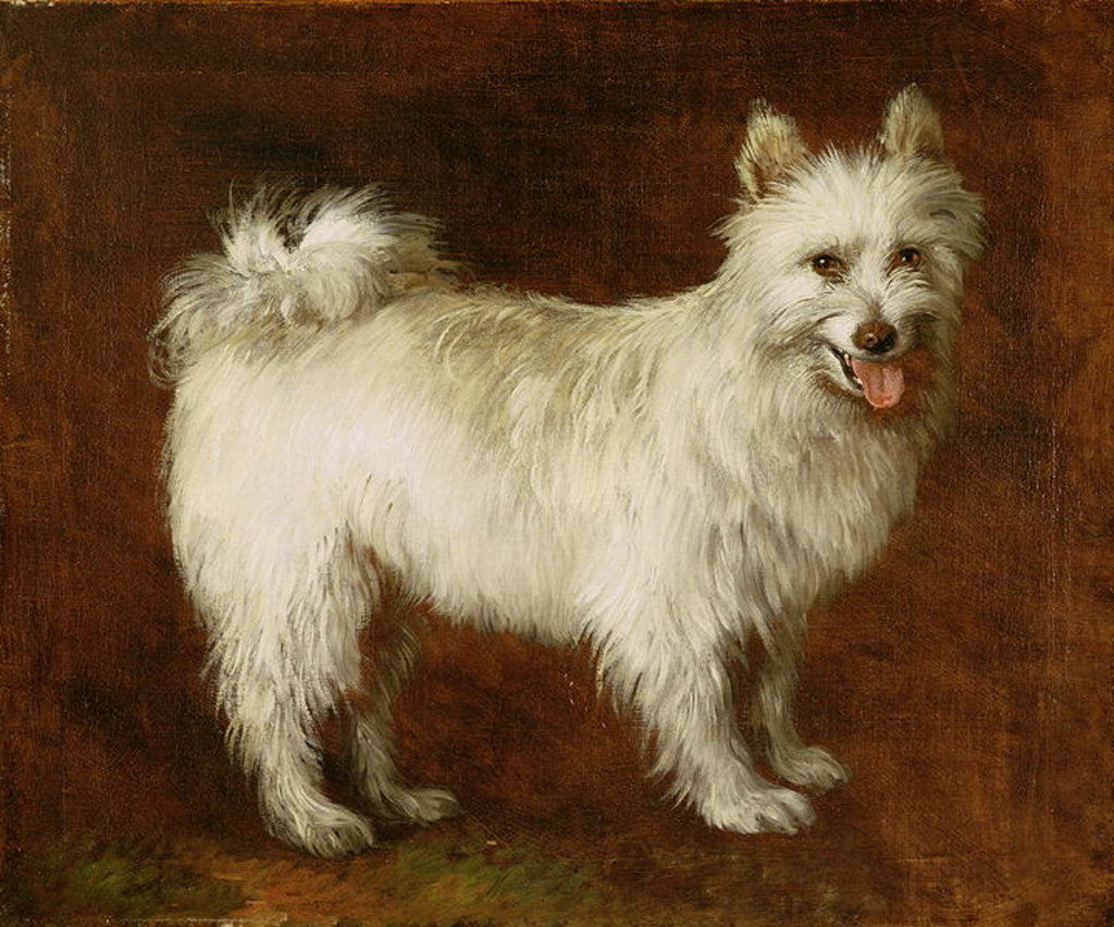 Detail of Spitz Dog by Thomas Gainsborough