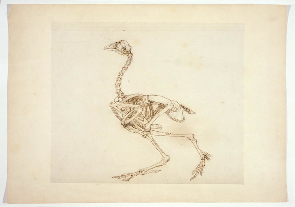 Detail of Dorking Hen Skeleton, Lateral View by George Stubbs