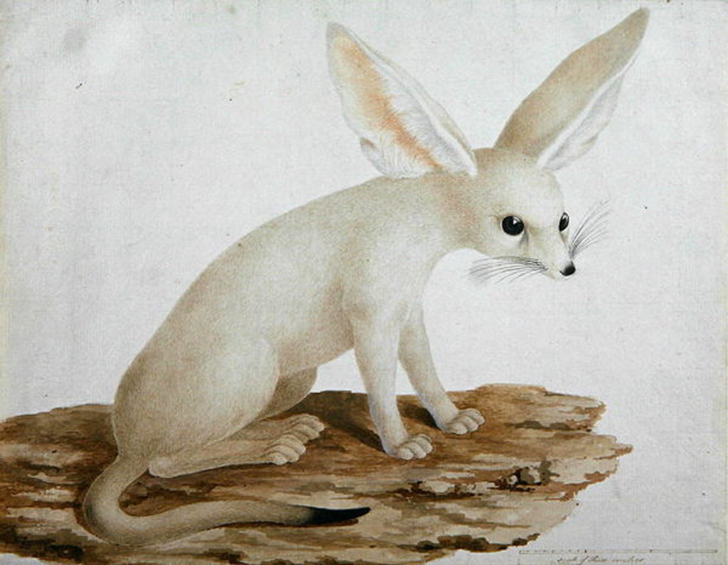 Detail of Fennec No. 3 Original of illustration in ' Travels through Abyssinia' by James Bruce
