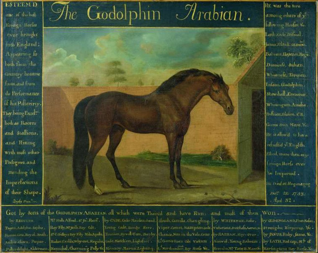 Detail of The Godolphin Arabian by D. Quigley