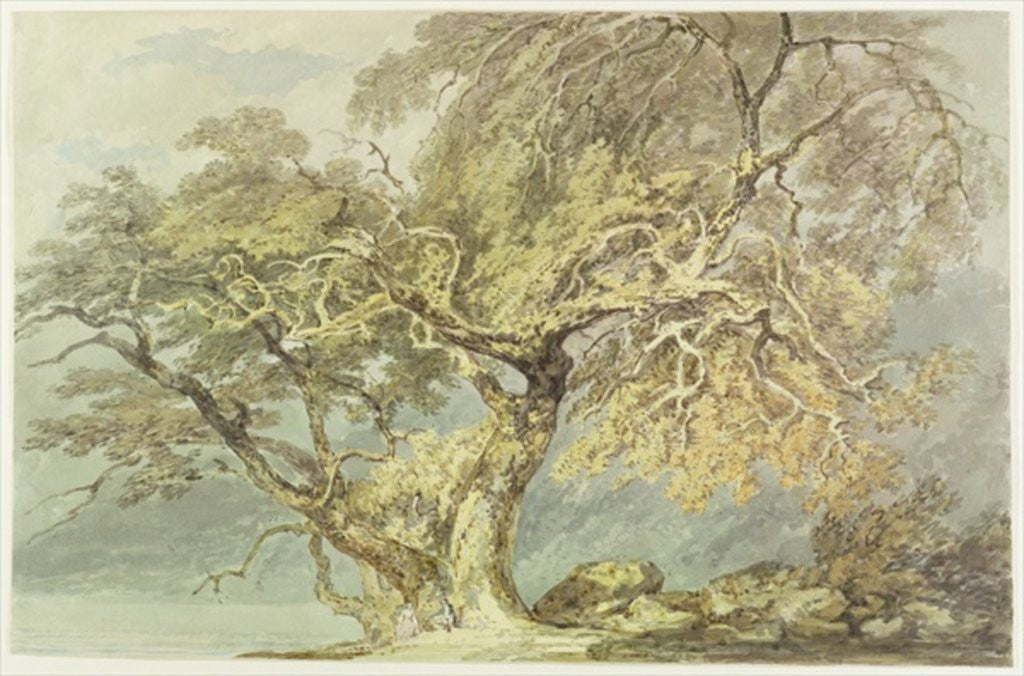 Detail of A Great Tree by Joseph Mallord William Turner
