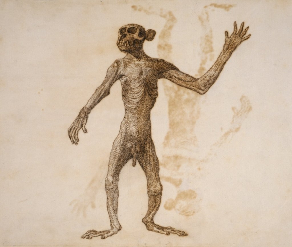 Detail of Monkey Standing, Anterior View by George Stubbs