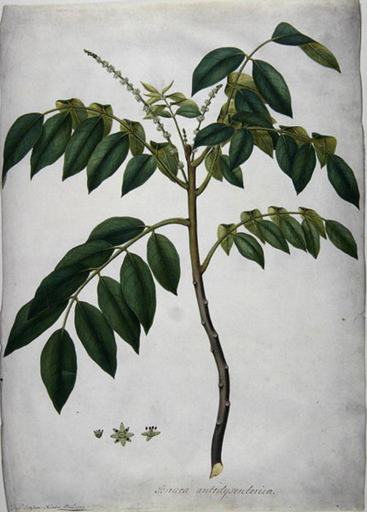 Detail of Brucea Antidysenterica, 1777 by Frederick Polydor Nodder