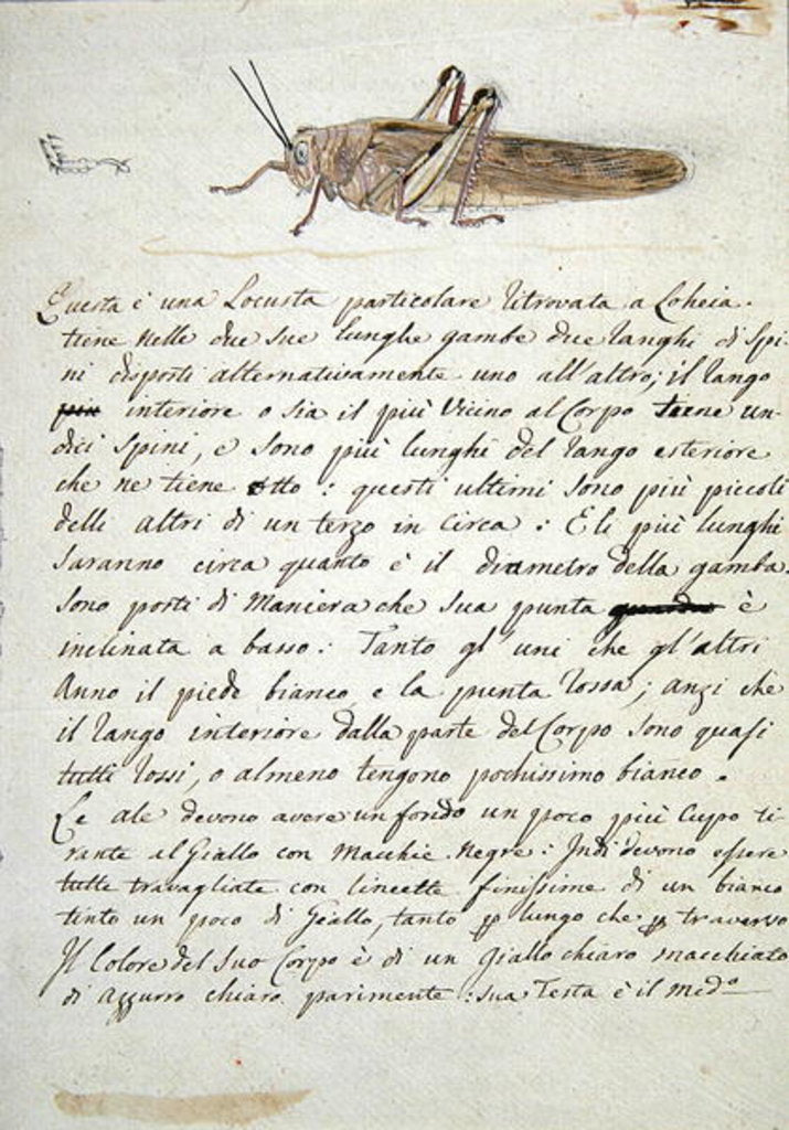 Detail of Study of a Locust by Luigi Balugani