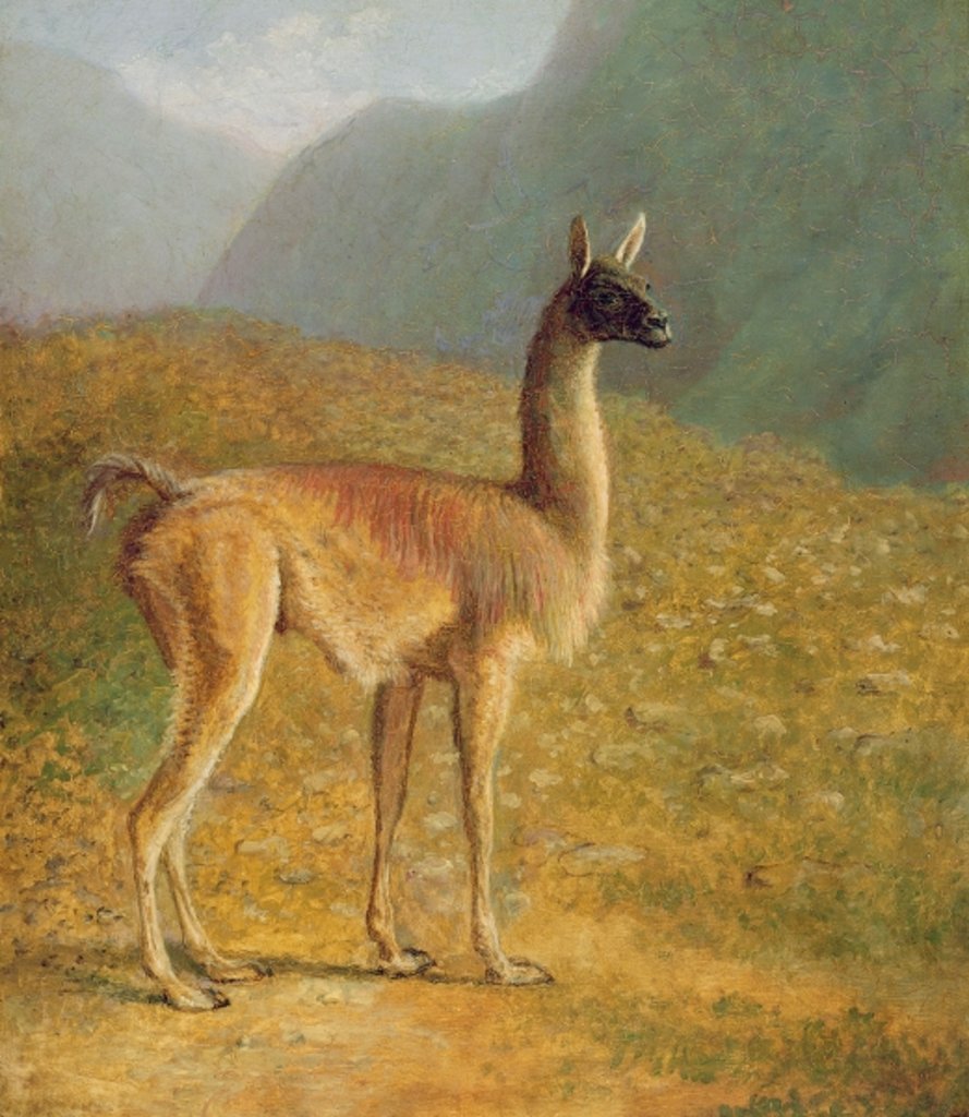 Detail of Guanaco, c.1848 by Jacques-Laurent Agasse